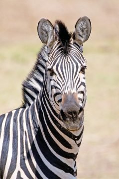 Simbabwe Zebra Iwanowskis Reisen - afrika.de