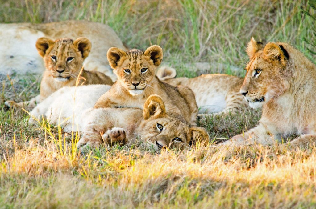 Südafrika Mossel Bay Gondwana Game Reserve Löwenbabys Iwanowskis Reisen - afrika.de