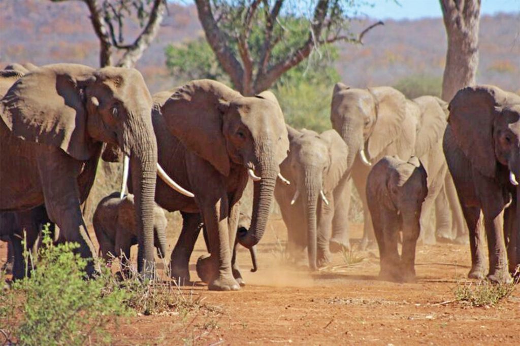 Südafrika Makuya Nature Reserve Elefantenherde Unterkunft Iwanowskis Reisen - afrika.de