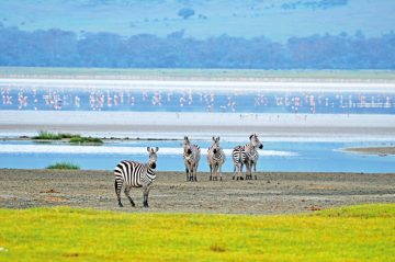 Kenia Tansania Ostafrika Explorer Safari Ngorongoro Krater Zebras Iwanowskis Reisen - afrika.de