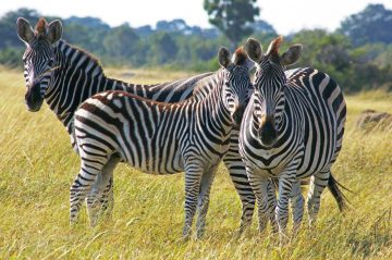 Sambia Zebrafamilie Iwanowskis Reisen - afrika.de