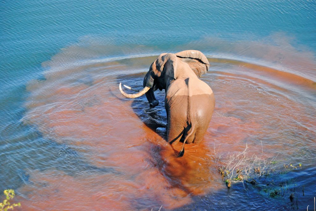 Simbabwe Matusadona Lake Kariba Changa Safari Camp Elefant Iwanowskis Reisen - afrika.de