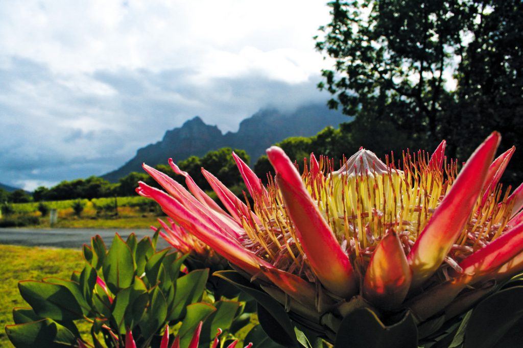 Südafrika Nationalblume Protea Iwanowskis Reisen - afrika.de