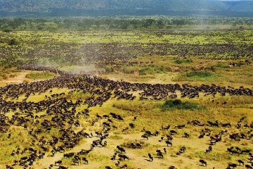 Tansania Serengeti Tierwanderung Iwanowskis Reisen - afrika.de