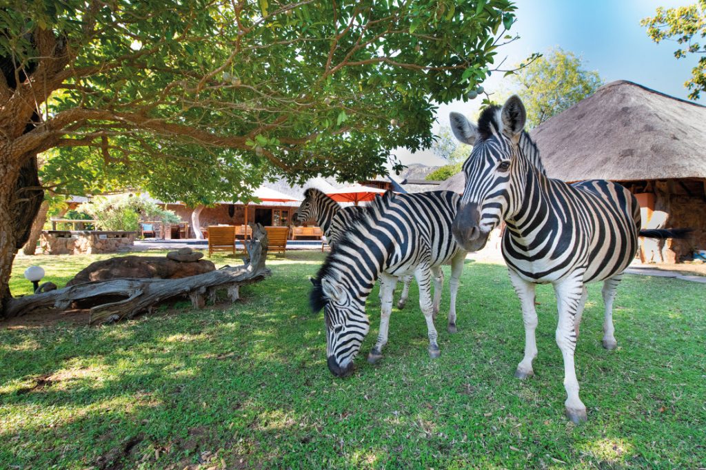 Südafrika Blyde River Canyon Lodge Zebras Garten Iwanowskis Reisen - afrika.de