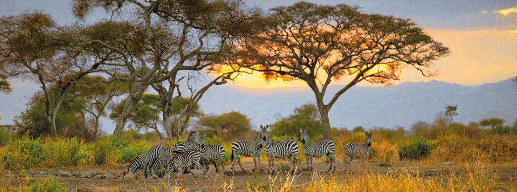 Tansania Tarangire National Park Iwanowskis Reisen - afrika.de