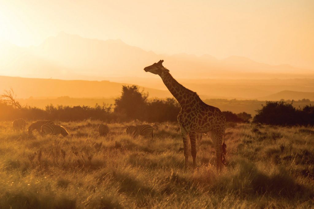 Südafrika Western Cape George Gondwana Game Reserve Pioneer Trail Wanderung Giraffe Iwanowskis Reisen - afrika.de
