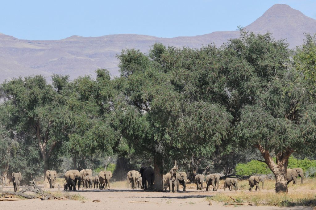 Namibia Wüstenelefanten Aba Huab Iwanowskis Reisen - afrika.de