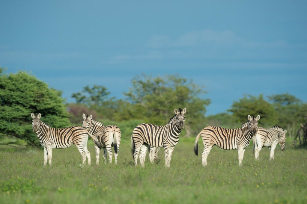 Namibia Etosha Heights Private Game Reserve Safari House Zebras Iwanowskis Reisen - afrika.de