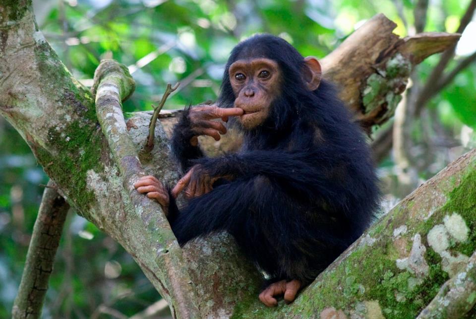 Uganda Queen Elizabeth National Park Kyambura Gorge Lodge Schimpanse Iwanowskis Reisen - afrika.de