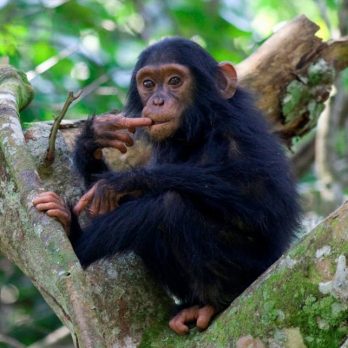 Uganda Queen Elizabeth National Park Kyambura Gorge Lodge Schimpanse Iwanowskis Reisen - afrika.de