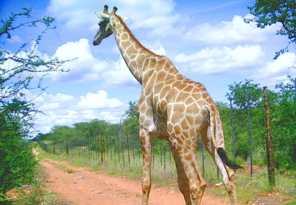 Namibia Khorixas Bambatsi Gästefarm Giraffe Iwanowskis Reisen - afrika.de