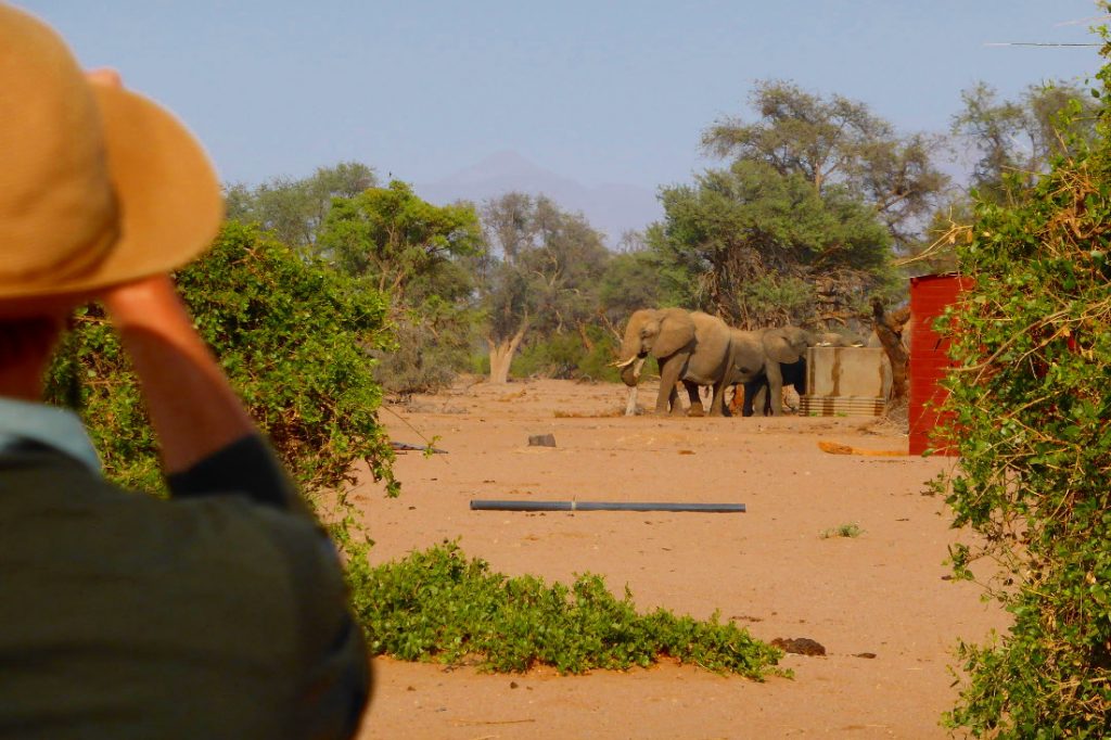 Namibia Twyfelfontein Adventure Camp Wüstenelefanten Iwanowskis Reisenen - afrika.de