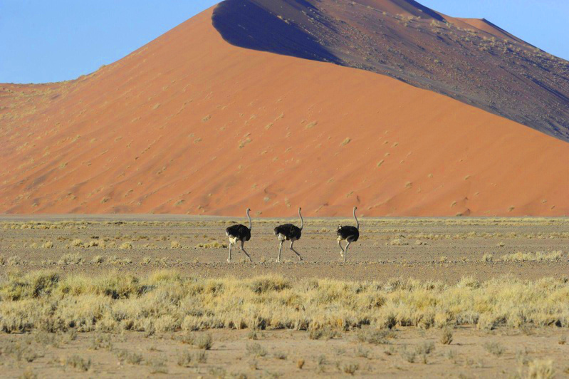 Namibia Sesriem Hoodia Desert Lodge Dünen Iwanowskis Reisen - afrika.de