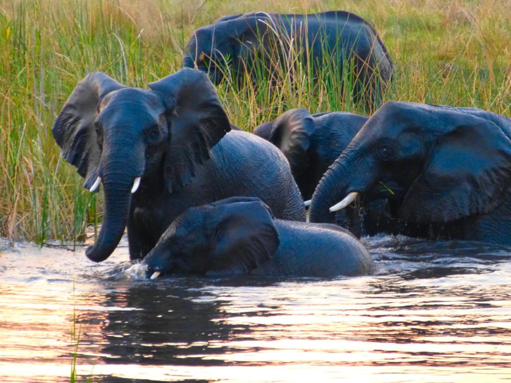 Namibia Caprivi Streifen Nkasa Lupala Tented Lodge Elefanten Iwanowskis Reisen - afrika.de