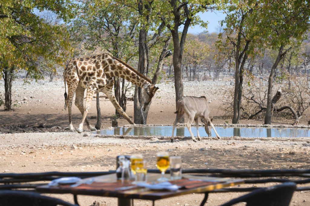 Namibia Etosha National Park Ongava Tented Camp Wasserloch Iwanowskis Reisen - afrika.de