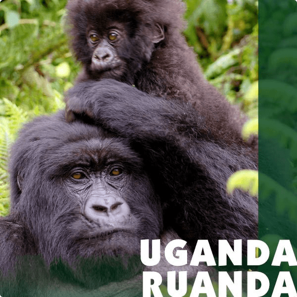 Reiseziel Uganda + Ruanda - Iwanowskis Reisen