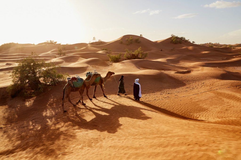 Oman Wahiba Sands Wüste Kamele Iwanowskis Reisen - afrika.de