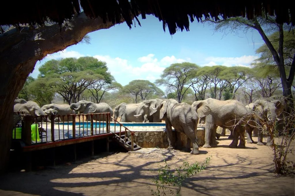 Tansania Mikumi National Park Tandala Tented Camp Pool Elefanten Iwanowskis Reisen - afrika.de
