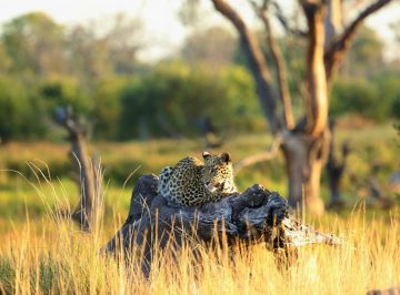 Botswana Moremi Khwai Bush Camp Pirschfahrt Leopard Iwanowskis Reisen - afrika.de