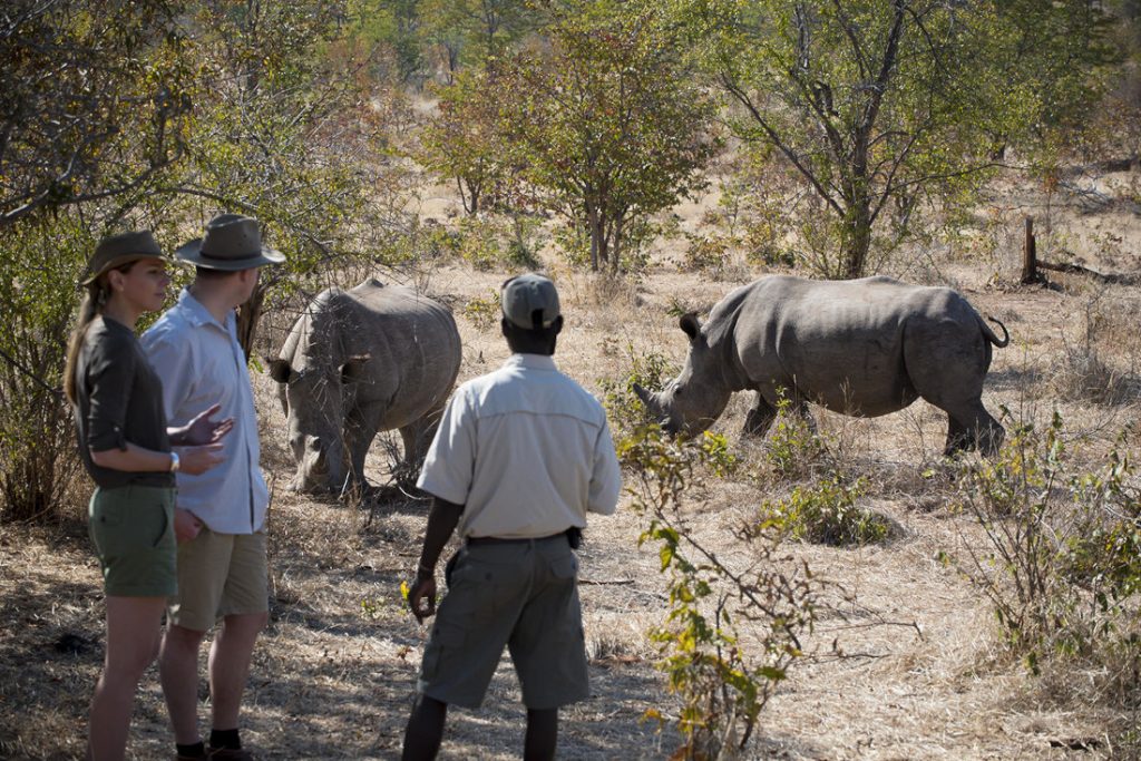 Sambia Livingstone Thorntree River Lodge Pirschfahrt Rhino Tracking Iwanowskis Reisen - afrika.de