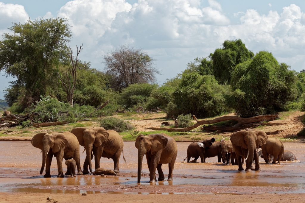 Kenia Samburu National Reserve Lion King Bush Camp Elefanten Iwanowskis Reisen - afrika.de