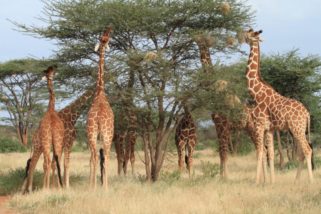Kenia Samburu National Reserve Lion King Bush Camp Giraffen Iwanowskis Reisen - afrika.de