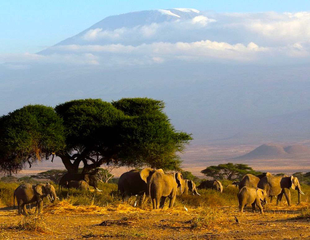 Kenia Tsavo West National Park Severin Safari Camp Elefanten Iwanowskis Reisen - afrika.de