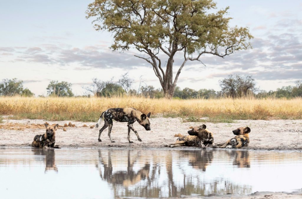 Botswana Okavango Delta Kiri Camp Wild Dogs Iwanowskis Reisen - afrika.de