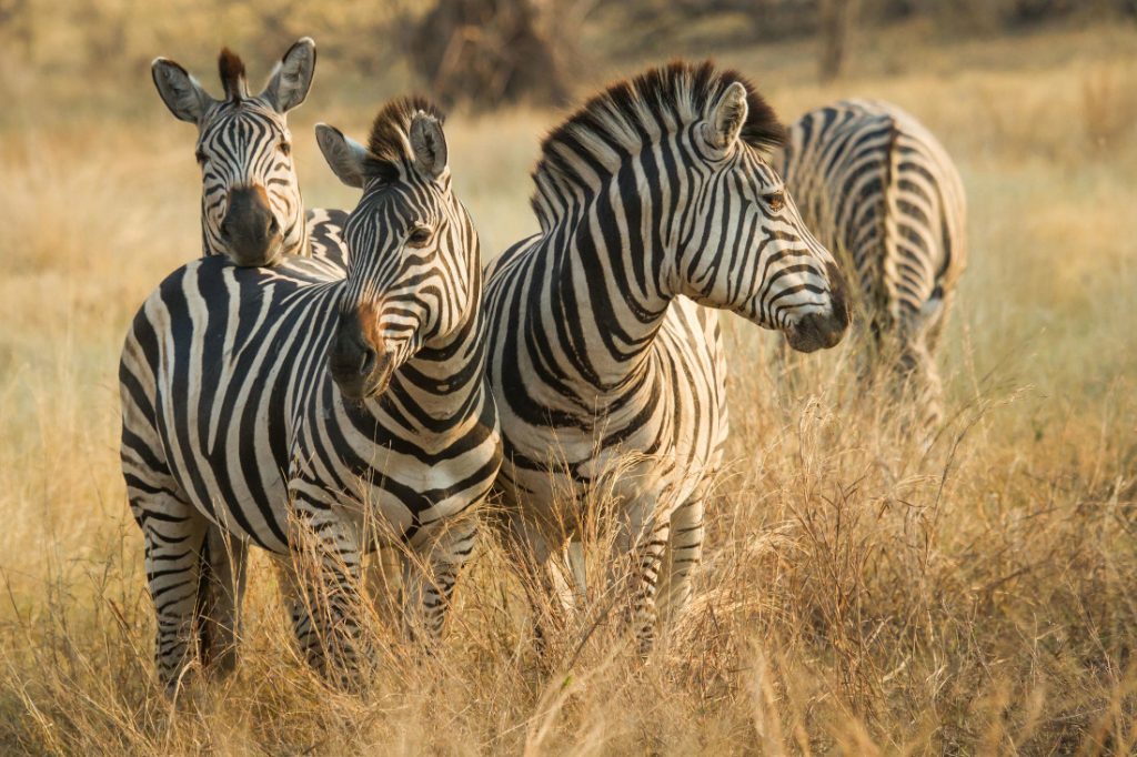 Botswana Chobe National Park Savute Safari Lodge Pirschfahrt Zebras Iwanowskis Reisen - afrika.de