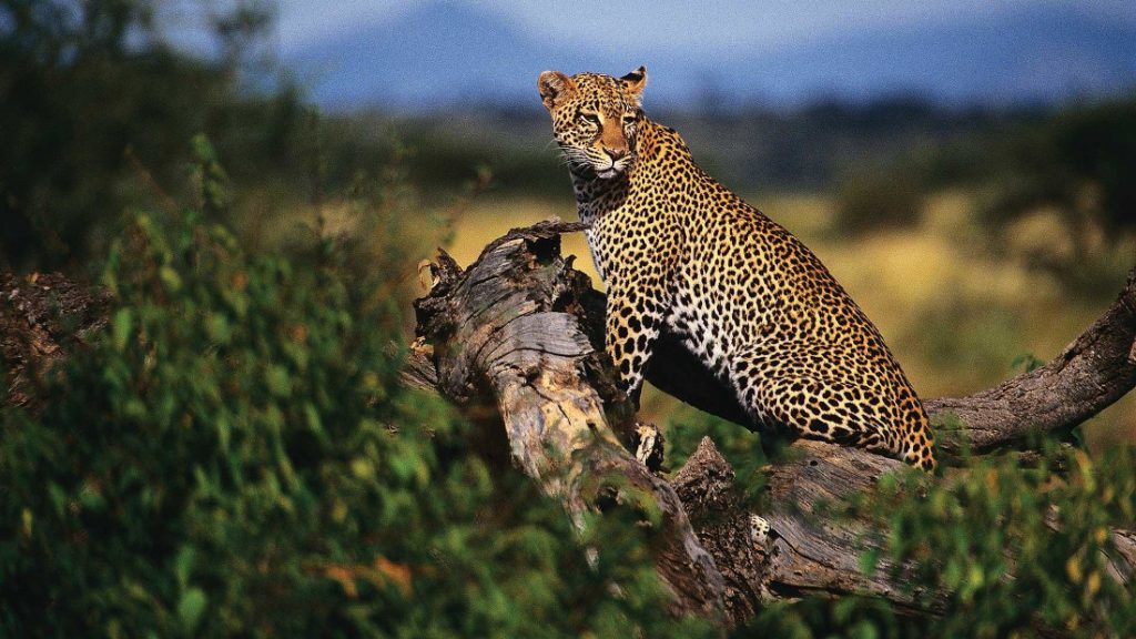 Kenia Samburu National Park Samburu Sopa Lodge Pirschfahrt Leopard Iwanowskis Reisen - afrika.de