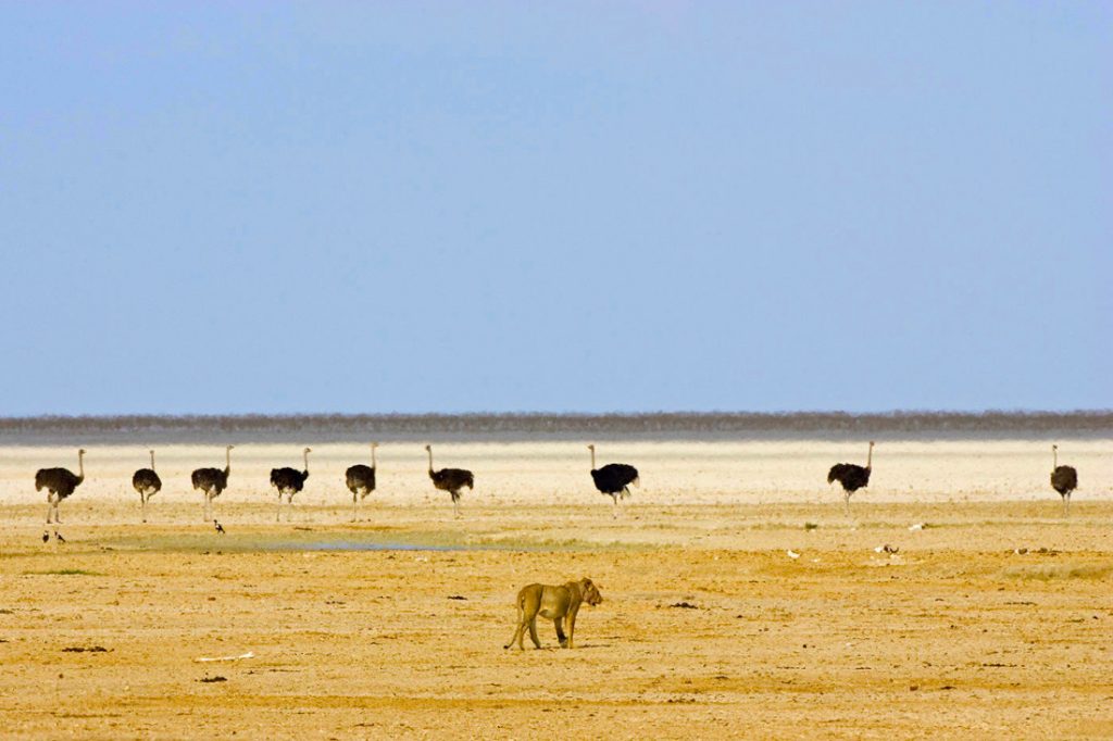 Namibia Etosha National Park Ongava Tented Camp Pirschfahrt Etosha Iwanowskis Reisen - afrika.de