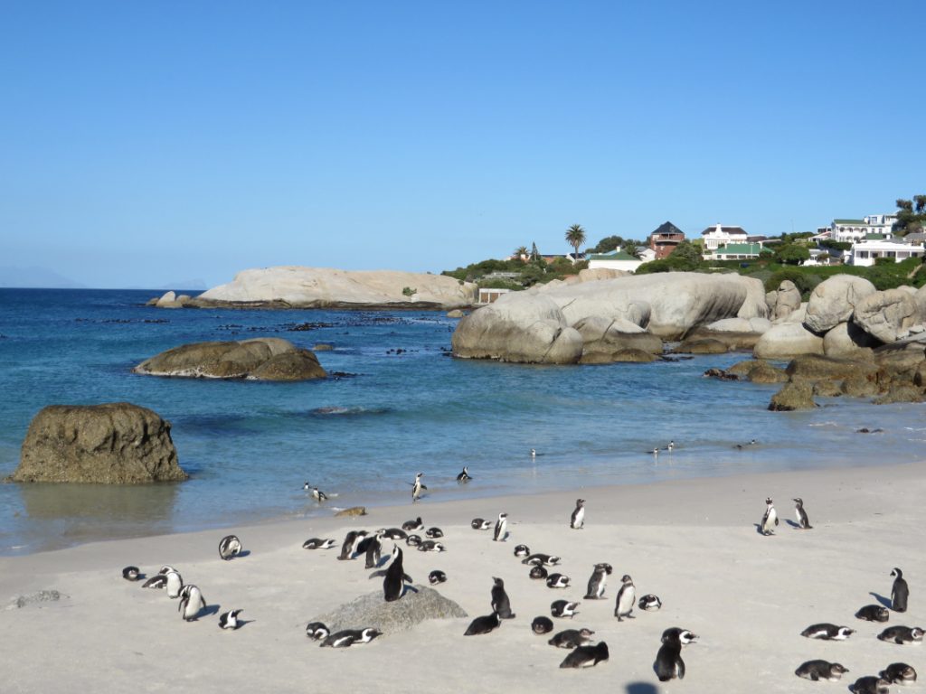 Südafrika Boulders Beach Pinguine Sunway Iwanowskis Reisen - afrika.de