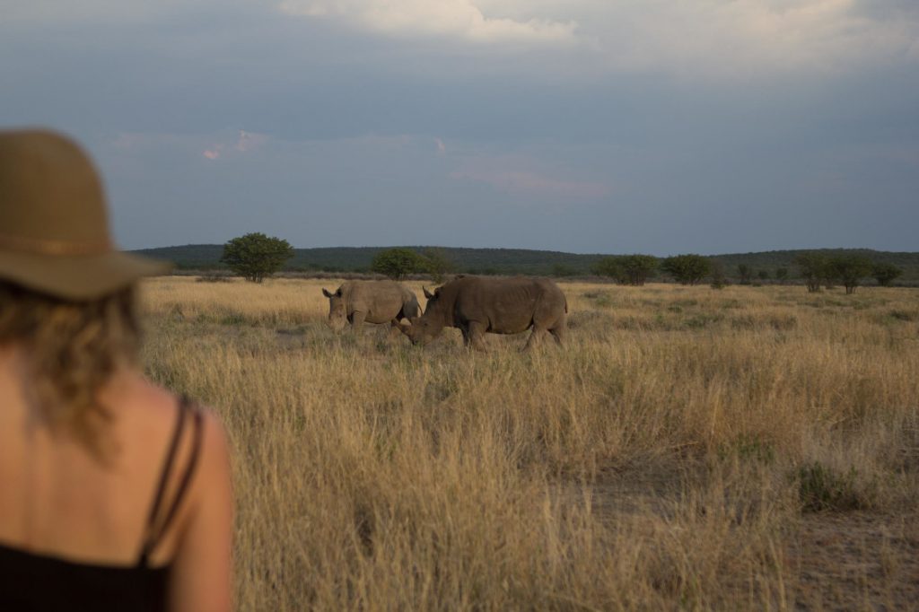 Namibia Etosha Anderssons at Ongava Pirschfahrt Rhinos Iwanowskis Reisen - afrika.de