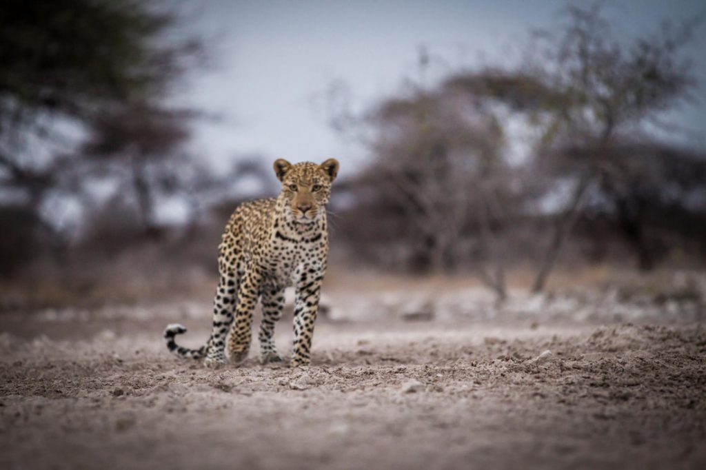 Namibia Onguma Game Reserve Etosha Onguma Tented Camp Leopard Iwanowskis Reisen - afrika.de