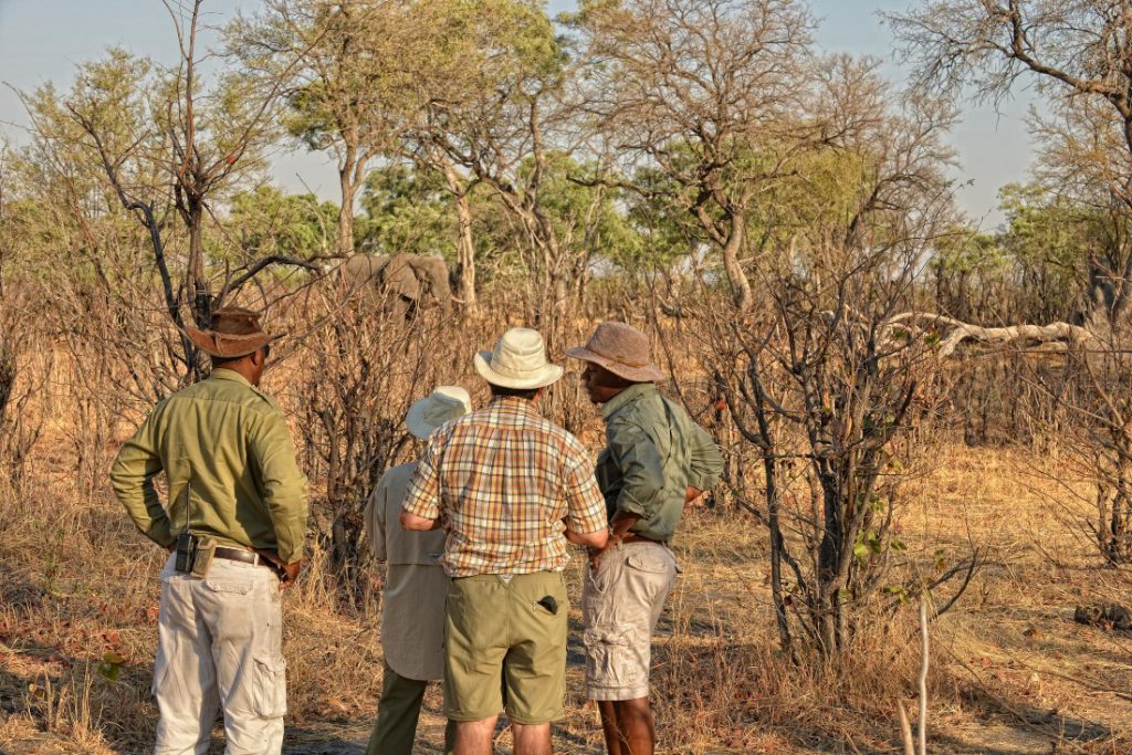 Simbabwe Hwange National Park Somalisa Camp Fußpirsch Iwanowskis Reisen - afrika.de