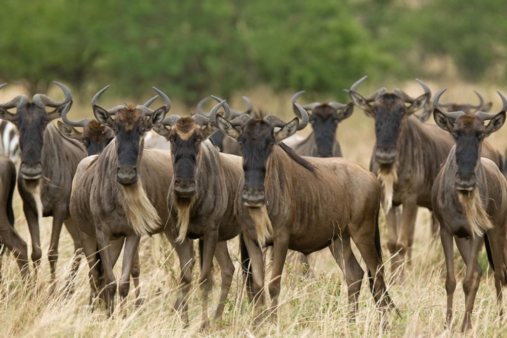 Tansania Serengeti Olakira Camp Wildebeest Pirschfahrt Iwanowskis Reisen - afrika.de