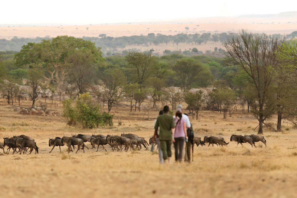 Tansania Serengeti Sayari Camp Walking Safari Iwanowskis Reisen - afrika.de