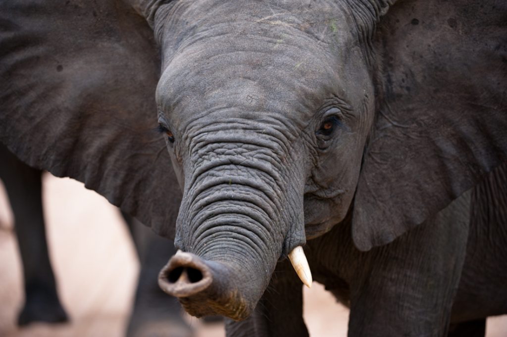 Südafrika Nordosten Wandersafari Kruger Elefant Sunway Iwanowskis Reisen - afrika.de