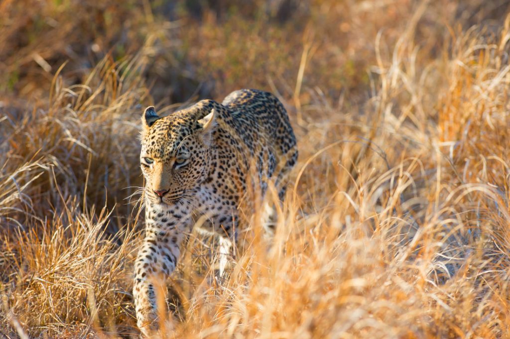Südafrika Nordosten Wandersafari Kruger Leopard Sunway Iwanowskis Reisen - afrika.de