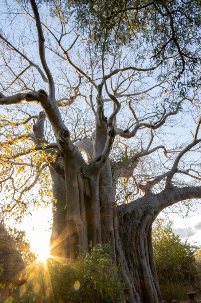 Tansania Ruaha National Park Jongomero Giant Baobab Baum Iwanowskis Reisen - afrika.de