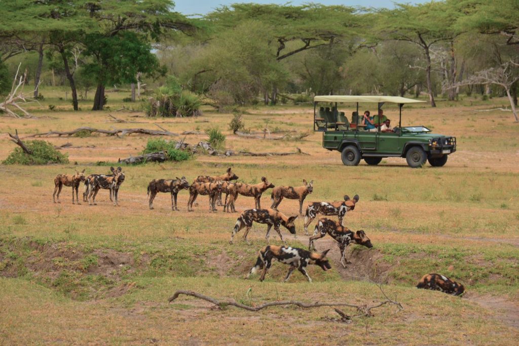 Tansania Selous National Park Siwandu Pirschfahrt Iwanowskis Reisen - afrika.de