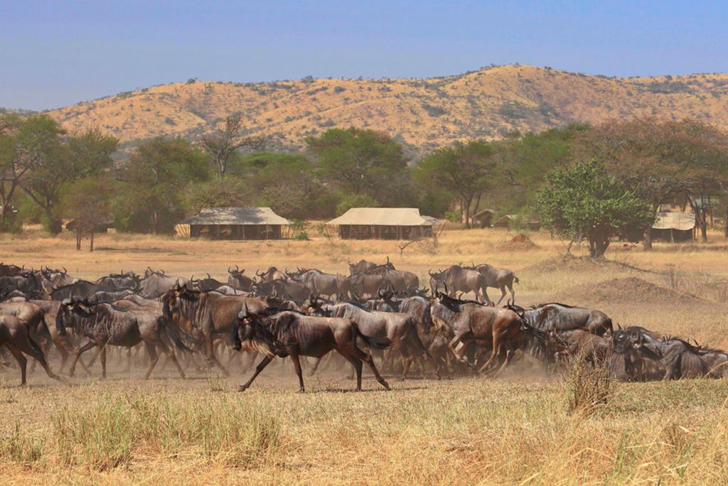 Tansania Serengeti Ubuntu Camp Gnuherde Migration Iwanowskis Reisen - afrika.de
