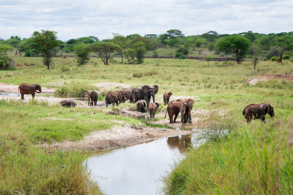Tansania Tarangire National Park Maweninga Camp Elefanten Iwanowskis Reisen - afrika.de
