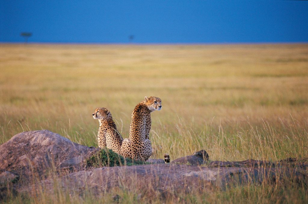 Tansania Serengeti Ronjo Camp Geparden Iwanowskis Reisen - afrika.de