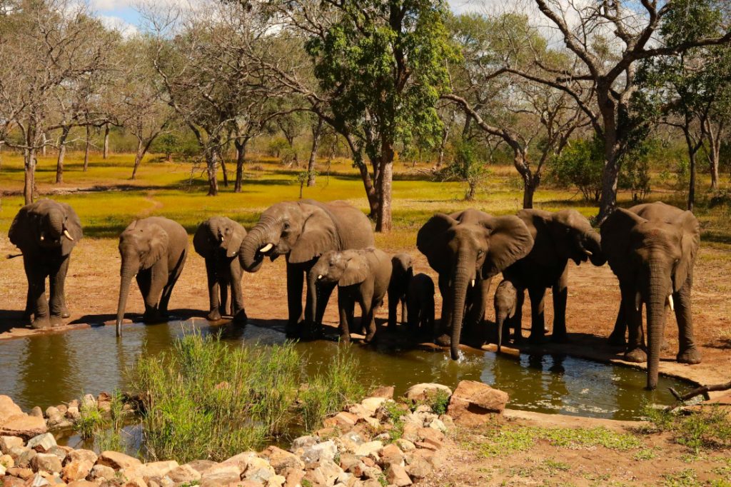 Malawi Majete Wildlife Resort Wasserloch Elefanten Iwanowskis Reisen - afrika.de