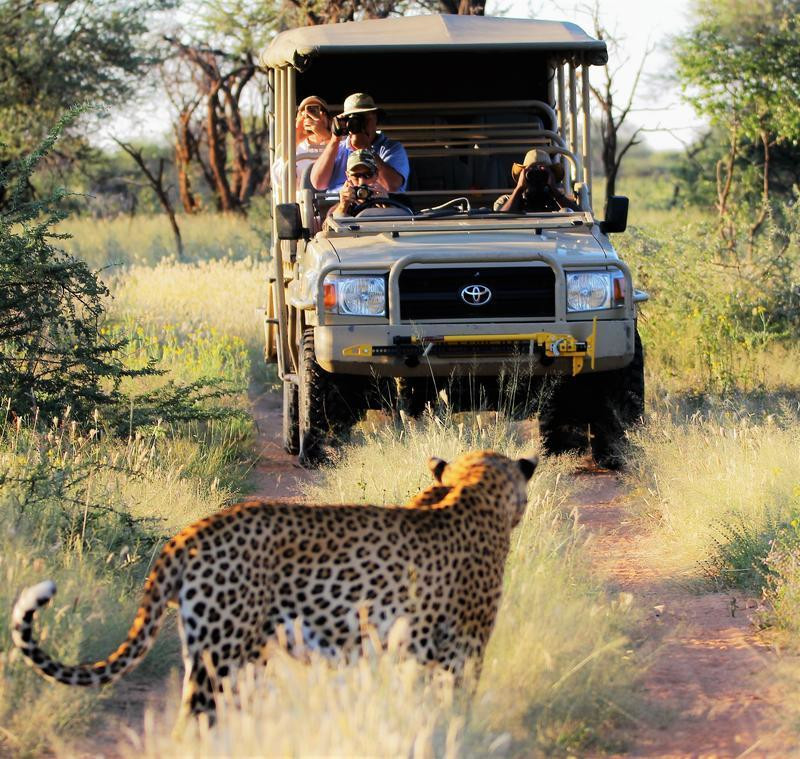 Namibia Otjiwarongo Okonjima Plains Camp Pirschfahrt Leoparden Iwanowskis Reisen - afrika.de
