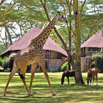 Kenia Lake Naivasha Sopa Lodge Garten Giraffe Iwanowskis Reisen - afrika.de
