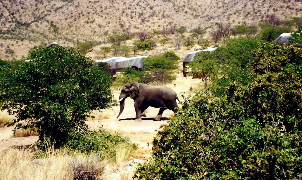 Namibia Damaraland Huab Lodge Wüstenelefant Iwanowskis Reisen - afrika.de