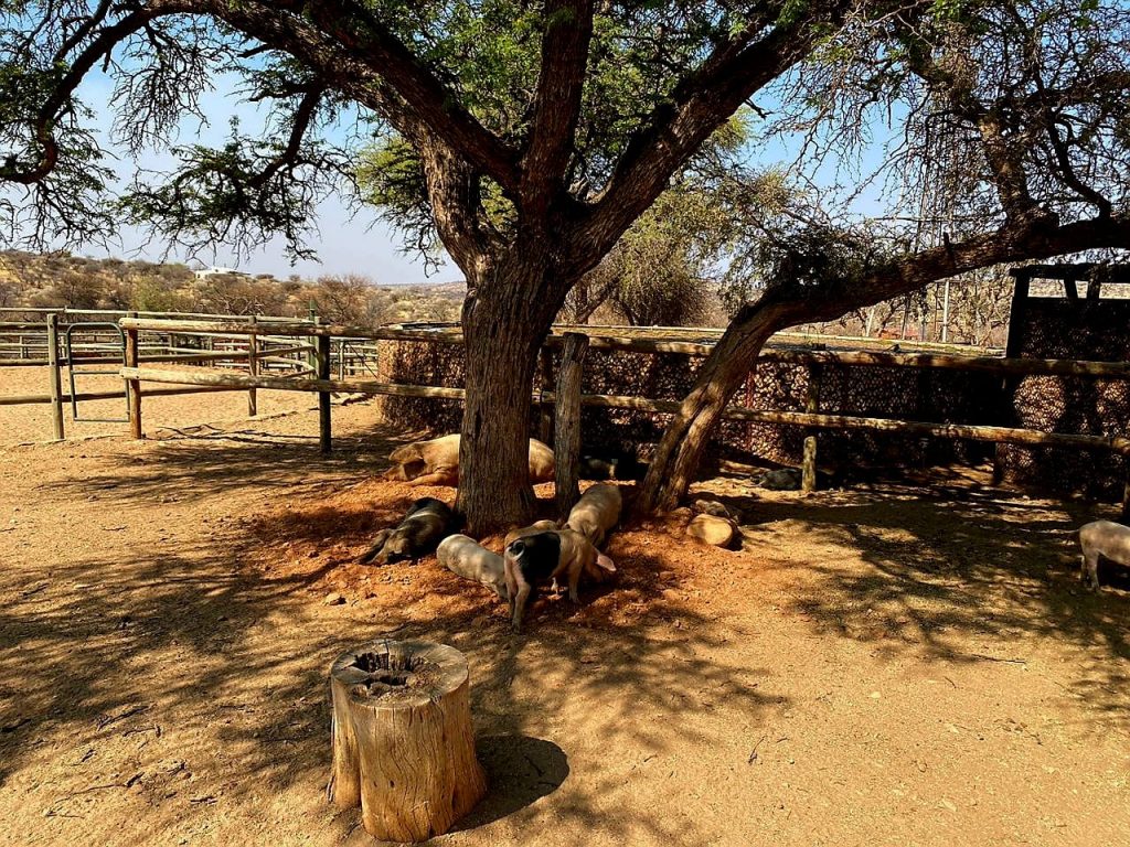 Namibia nahe Windhoek Moonraker Farm Iwanowskis Reisen - afrika.de